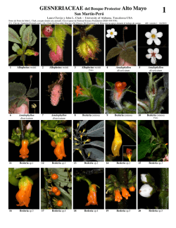 GESNERIACEAE del Bosque Protector Alto Mayo - Field Guides