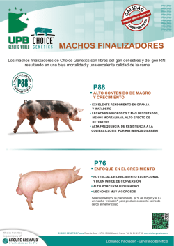 Verracos finalizadores CHOICE GENETICS - UPB Genetic World
