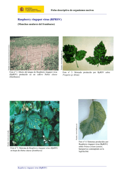 diptico convocatoria MEDI.cdr - Instituto de la Educaci&oacute;n B&aacute;sica del
