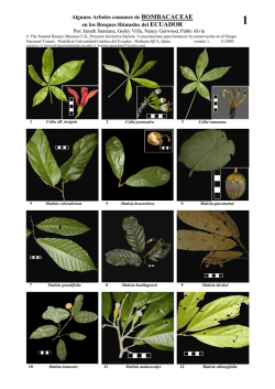 Arboles m&aacute;s comunes de la familia Bombacaceae de - Field Guides