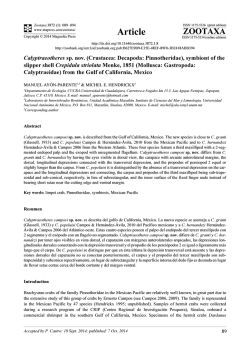 Preview - Magnolia Press