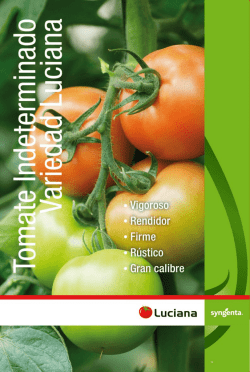 Folleto Tomate Luciana - Syngenta