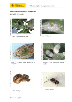 Dryocosmus kuriphilus (Yasumatsu)