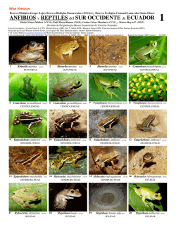 ANFIBIOS y REPTILES del SUR OCCIDENTE de - Field Guides