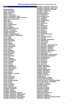 Letra A Abelia chinensis Abelia floribunda Abelia - Arrakis