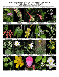 PLANTAS de Cerros de ESCAZ&Uacute; - Field Guides - The Field Museum