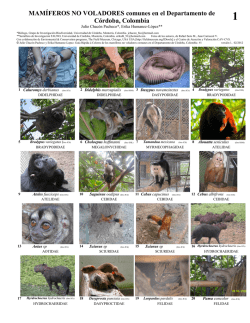 MAM&Iacute;FEROS NO VOLADORES comunes en el - Field Guides