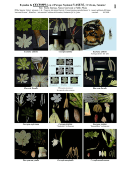 Cecropia del Parque Nacional Yasun&iacute; , Amazon&iacute;a - Field Guides