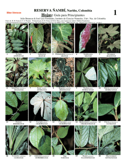 RESERVA &Ntilde;AMB&Iacute;, Nari&ntilde;o, Colombia Hojas - Field Guides - The