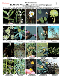 PLANTAS ACUATICAS: Gu&iacute;a para Principiantes - Field Guides - The