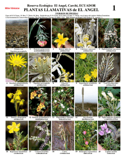 PLANTAS LLAMATIVAS de EL ANGEL - Field Guides - The Field