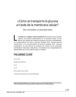 &iquest;C&oacute;mo se transporta la glucosa a trav&eacute;s de la membrana celular?