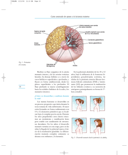 &iquest;C&oacute;mo se desarrollan y cambian durante la vida?