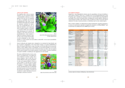 Las orqu&iacute;deas de Alicante &iquest;C&oacute;mo son las orqu&iacute;deas?