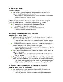 &iquest;Qu&eacute; es una liana? What is a liana? &iquest;C&oacute;mo diferenciar las lianas