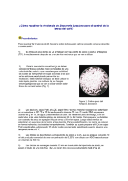 &iquest;C&oacute;mo reactivar la virulencia de Beauveria bassiana para el control