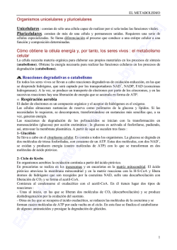 Organismos unicelulares y pluricelulares C&oacute;mo obtiene la c&eacute;lula