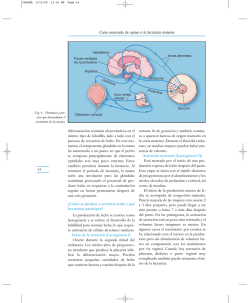 &iquest;C&oacute;mo se produce y secreta la leche y qu&eacute; hormonas participan?