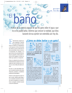 &iquest;C&oacute;mo se debe ba&ntilde;ar a un gato? - Royal Canin