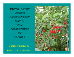Variedades de Cerezo observadas en Europa con perspectivas en