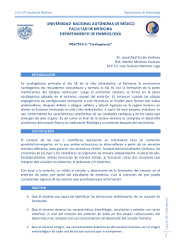 Pr&aacute;ctica de Cardiog&eacute;nesis - UNAM