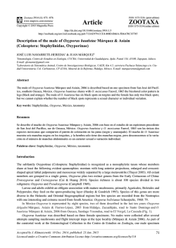 Coleoptera: Staphylinidae, Oxyporinae