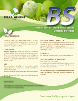 ficha BS carta WEB