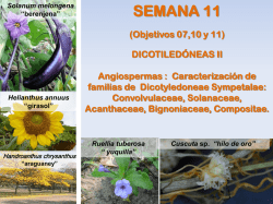 Semana 11. Convolvulaceae, Solanaceae, Acanthaceae