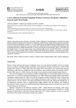 A new echiuran-associated snapping shrimp