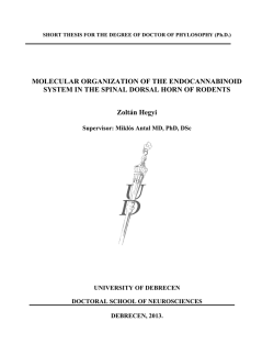MOLECULAR ORGANIZATION OF THE
