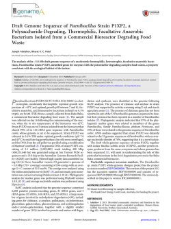 Draft Genome Sequence of Paenibacillus Strain P1XP2, a