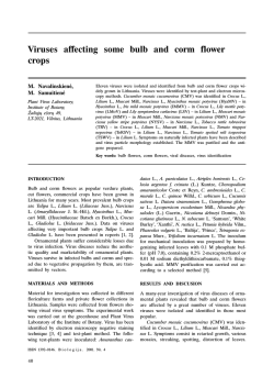 Viruses affecting some bulb and corm flower crops
