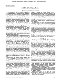 Red Blood Cell Glycophorins