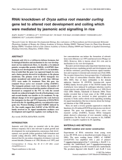 RNAi knockdown of Oryza sativa root meander