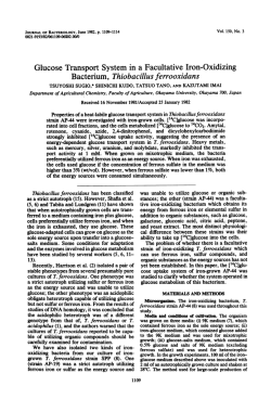 Glucose Transport System in a Facultative Iron