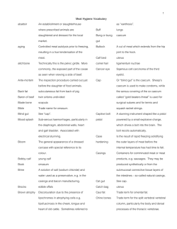 Meat Hygiene Vocabulary