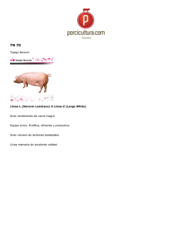 Topigs Norsvin L&iacute;nea-L (Norsvin Landrace) X