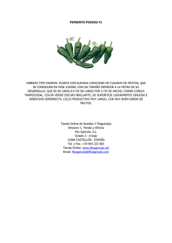 pimiento poxigo f1 hibrido tipo padron. planta con