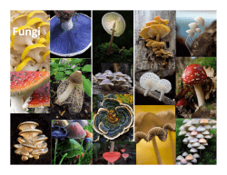 Opisthokonta: Chytridiomycota-Mucoromycotina