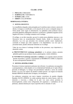 CLASE AVES MORFOLOGIA INTERNA