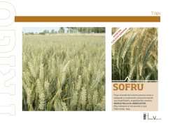 &bull; Trigo aristado de invierno precoz, tanto a