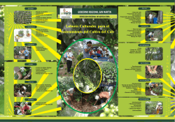 Labores Culturales para el Sostenimiento del Cultivo de Caf&eacute;