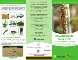 Roya negra del tallo UG99 - CESAVEM Comit&eacute; Estatal de Sanidad