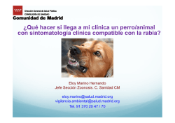 &iquest;Qu&eacute; hacer si llega a mi cl&iacute;nica un perro/animal con sintomatolog&iacute;a