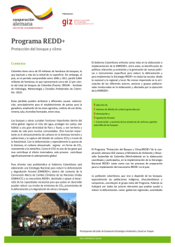 Programa REDD+