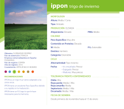 ippon trigo de invierno