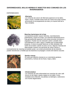 enfermedades, malas hierbas e insectos mas comunes en