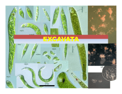 Excavata (Euglenophyta