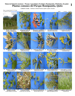 Plantas comunes del Parque Rumipamba, Quito 1