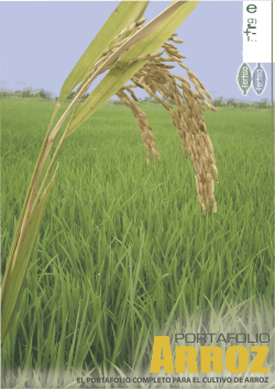 pdf arroz
